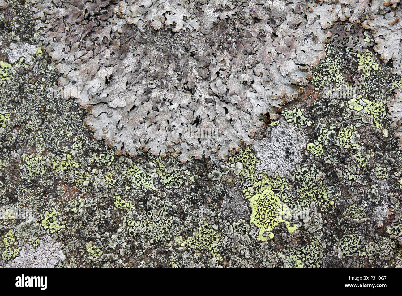 Parmelia saxatilis (rosette) and Rhizocarpon geographicum (green) Lichens, Denbighshire Moors, Wales Stock Photo