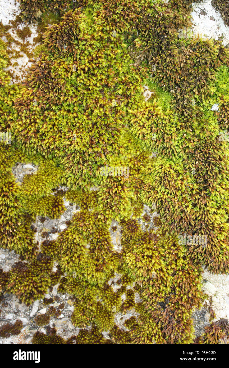 Detail of mossy cushion on a fencepost Stock Photo