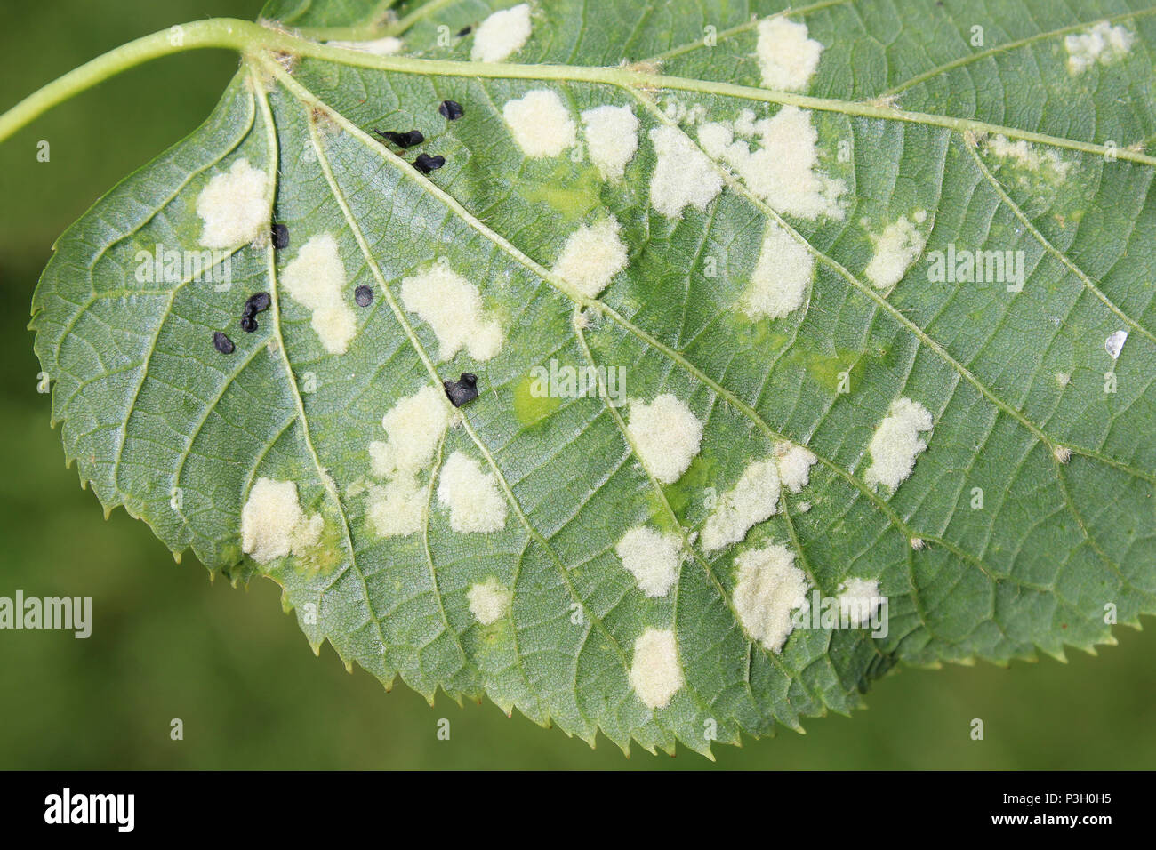 Damage to Tilia europaea leaf caused by the Lime felt gall mite Eriophyes leiosoma Stock Photo