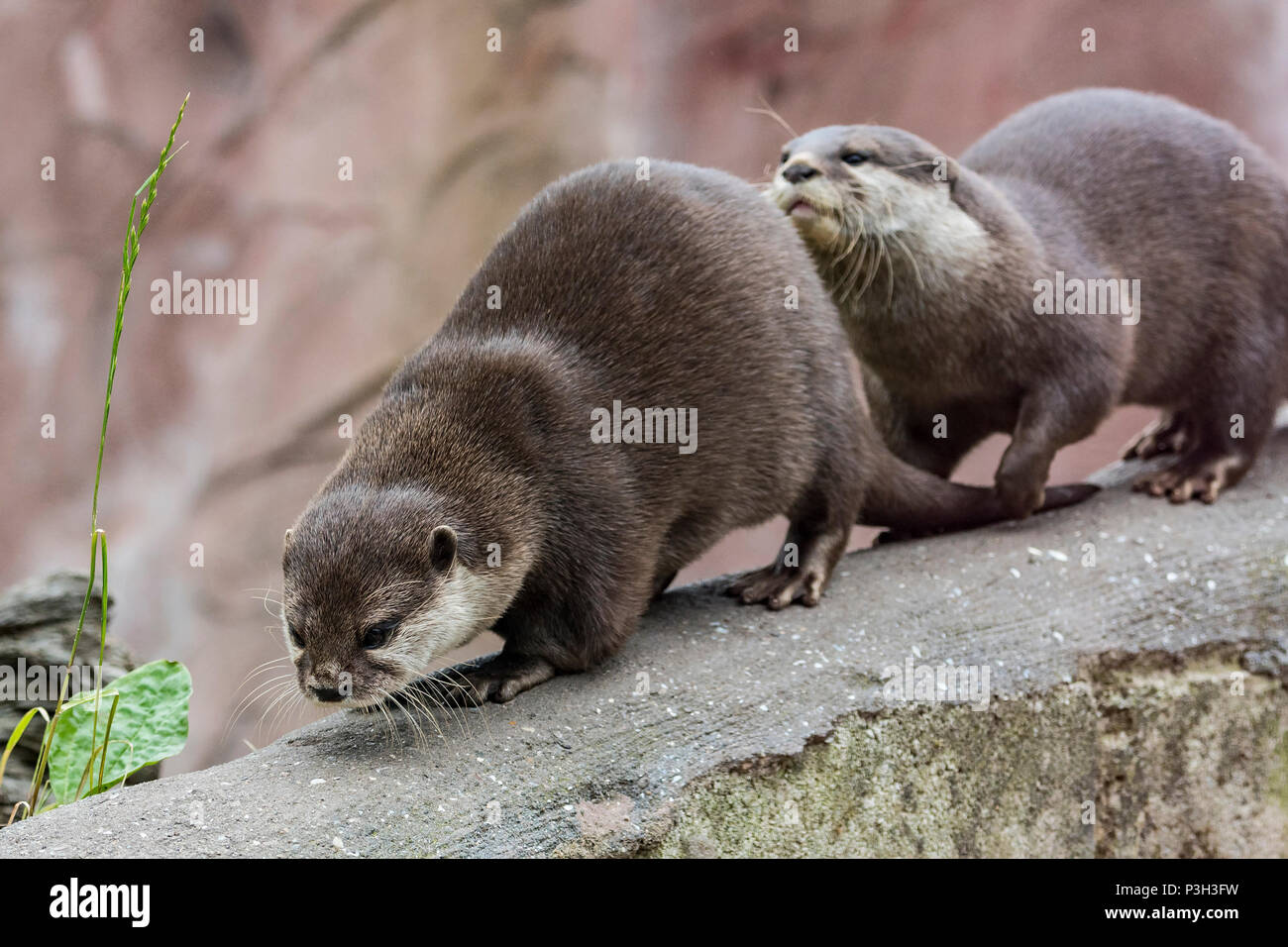 Asian short tail otters. Animal Stock Photo