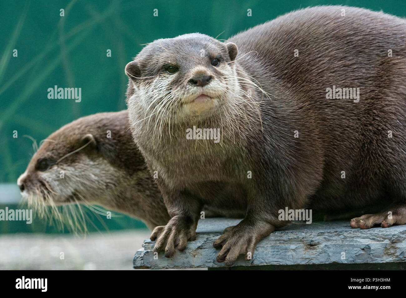 Asian short tail otters. Animal Stock Photo