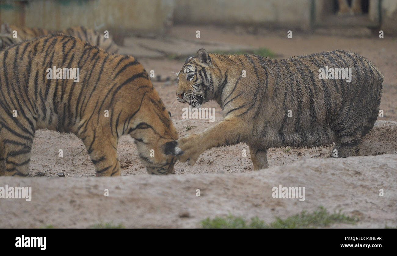 Shenyan, Shenyan, China. 18th June, 2018. Shenyang, CHINA-18th June 2018: Siberian Tigers can be seen in Shenyang, northeast China's Liaoning Province. Credit: SIPA Asia/ZUMA Wire/Alamy Live News Stock Photo