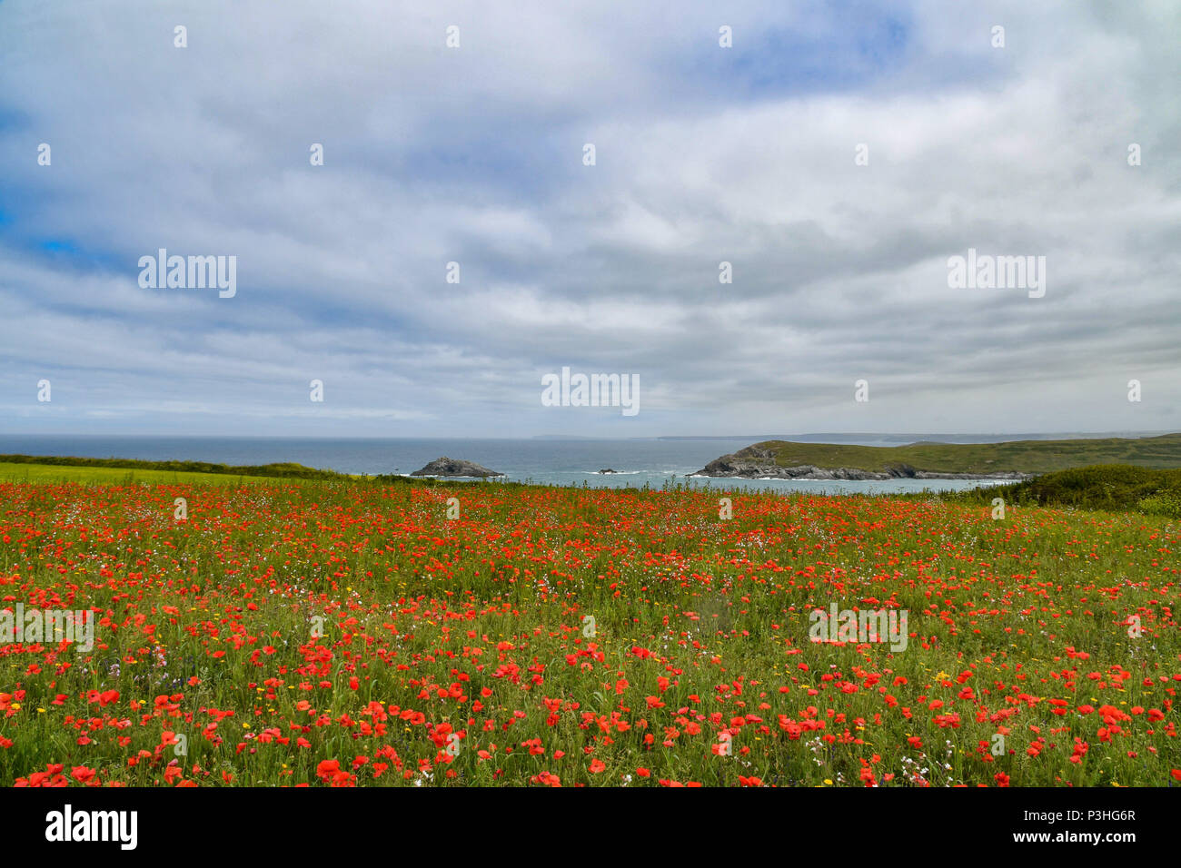 Crantock, Cornwall, UK. 19th June 2018. UK Weather. A warm, if cloudy day in North Cornwall. Seen here the West Pentire Arable Fields project. This area is managed specifically as a nature reserve. At this time of the year the fields are full of poppies and cornflowers. In the air is the constant sound of Skylarks. The scheme is managed by Natural England, their farm tenants and the national trust. Credit: Simon Maycock/Alamy Live News Stock Photo