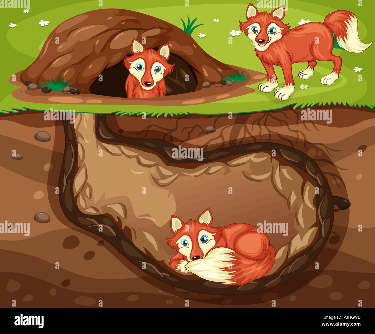A Fox Family Living Underground illustration Stock Vector Image & Art
