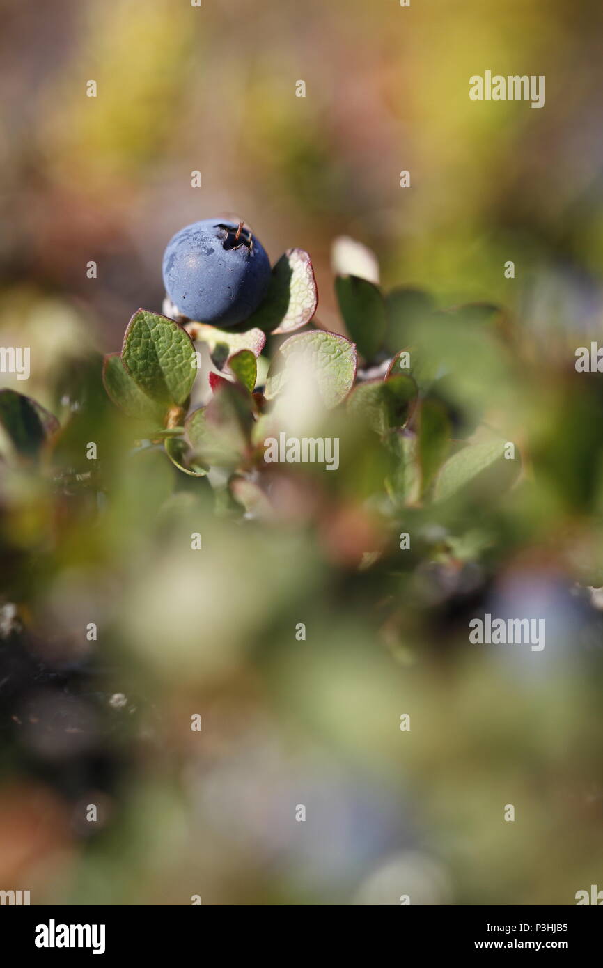 Close-up of a bog blueberry or bilberry, Vaccinium uliginosum, in summer on the tundra, near Arviat Nunavut Stock Photo
