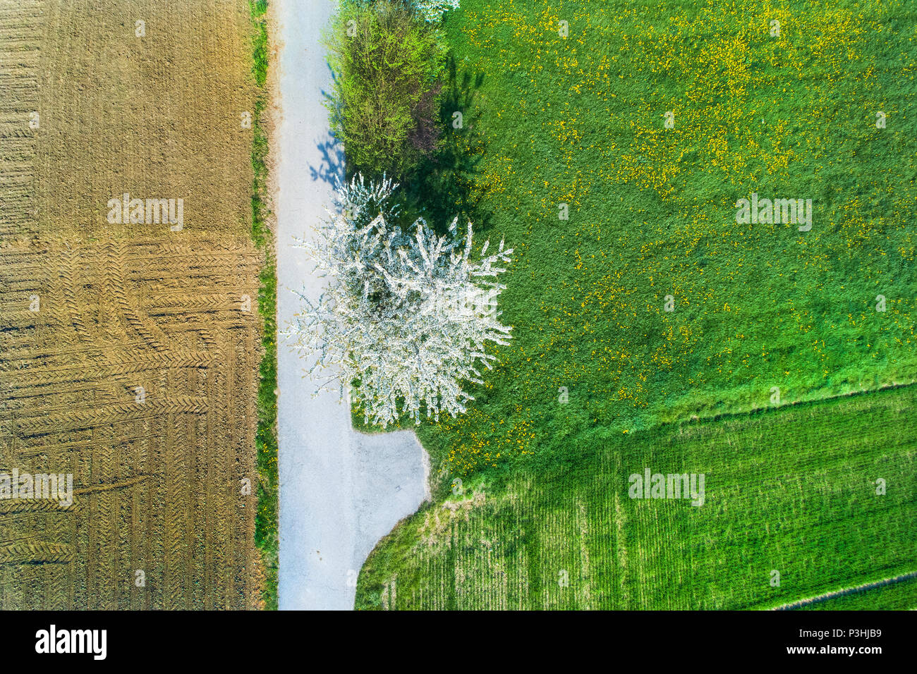 Kirschblüte, Bayern, Deutschland Stock Photo