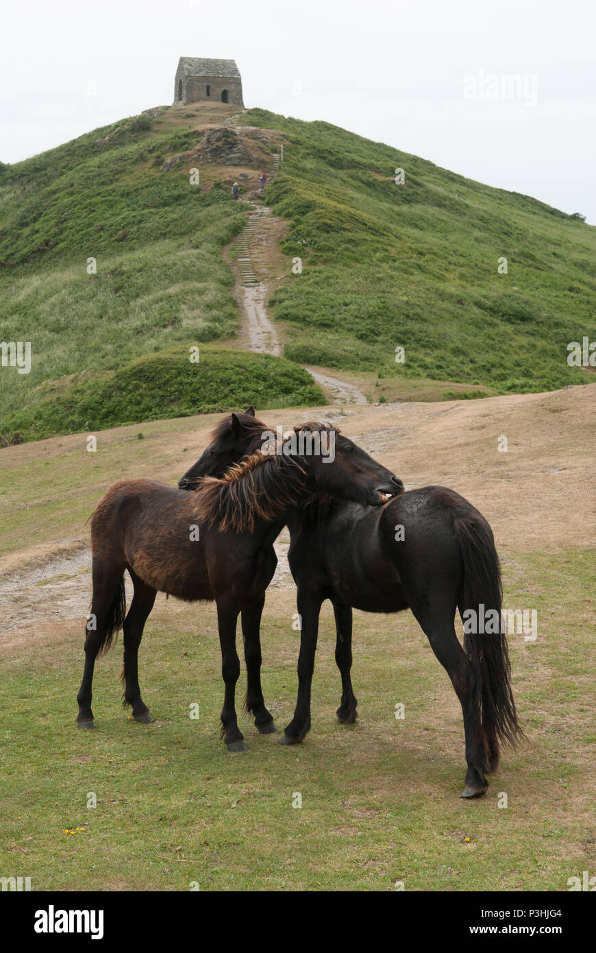 Rame Head headland, wild Dartmoor Ponies released by the National Trust to graze area of outstanding natural beauty. Southwest Cornwall. UK 2010s  HOMER SYKES. Stock Photo