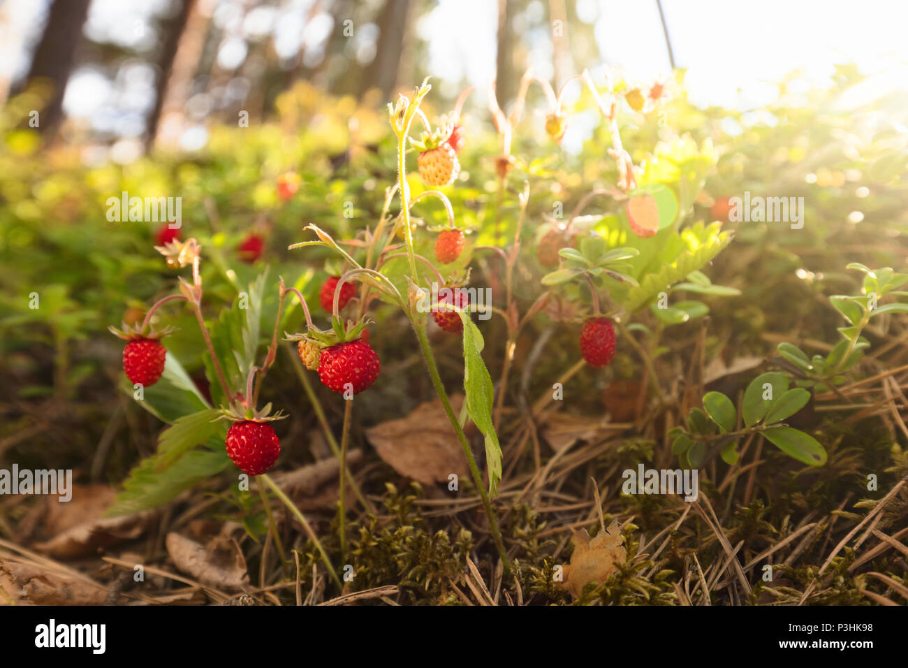 Wild strawberries growing in a natural environment. Wild strawberries ...
