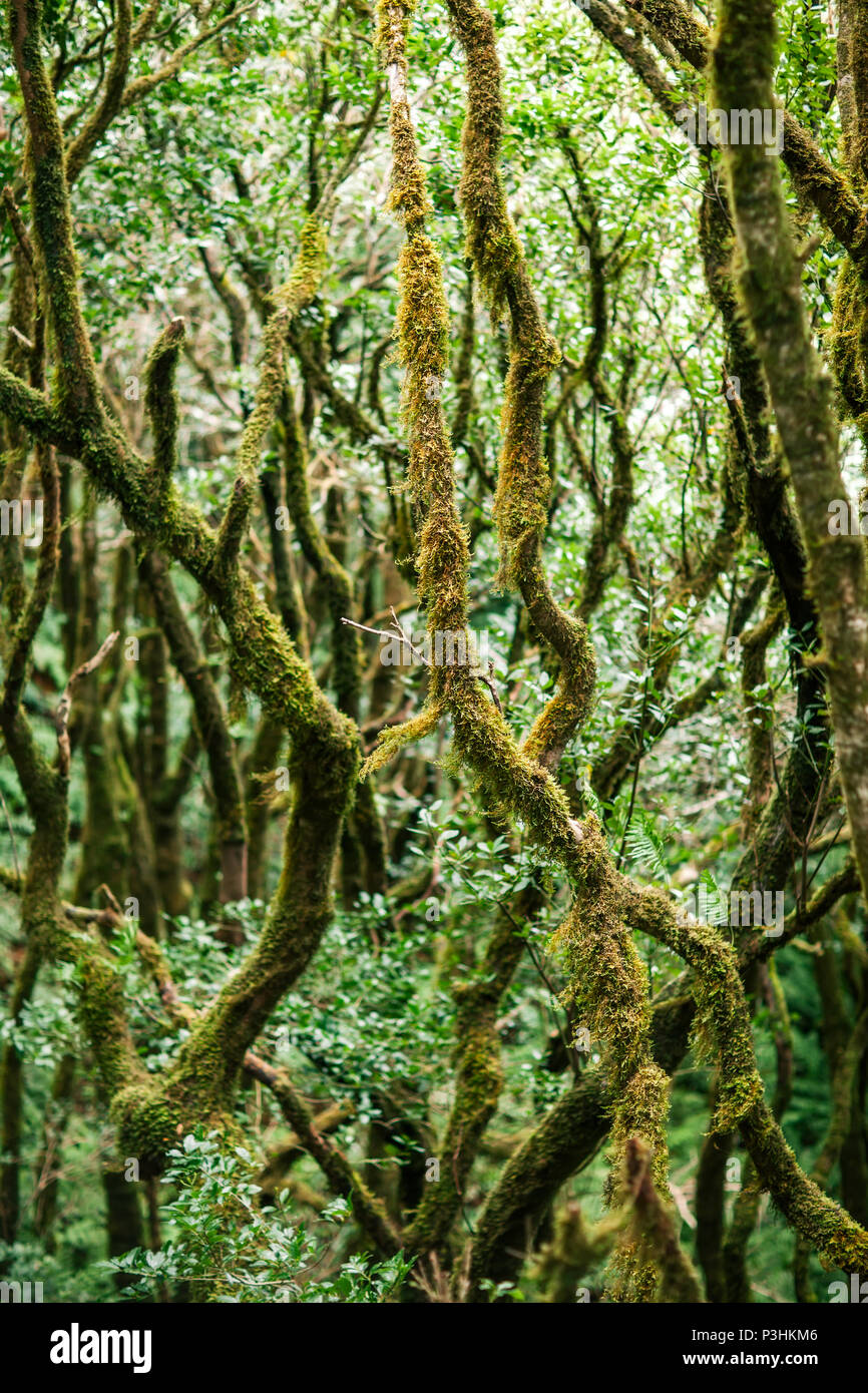 Laurel forest landscape. Nature background. Anaga Country Park, Biosphere Reserve, Tenerife, Canary islands, Spain Stock Photo