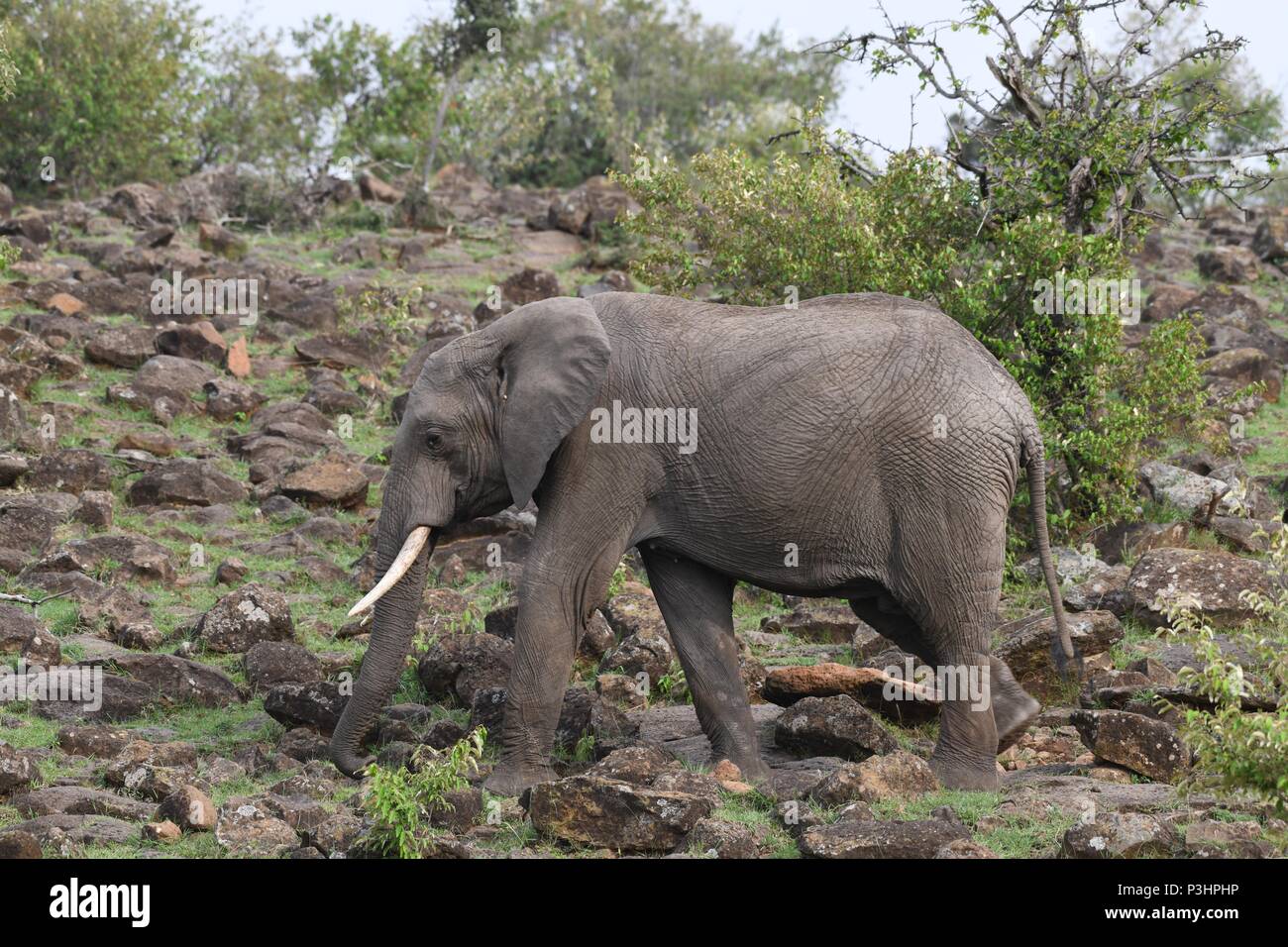 Herd of elephants at Mahali Mzuri in the Olare Motorogi Conservancy, Maasai Mara, Kenya, East Africa. Genus Loxodonta. Stock Photo