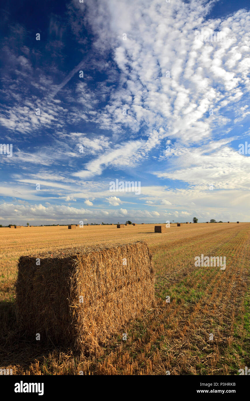 Square straw bales, Fenland field near Wisbech town, Cambridgeshire; England; UK Stock Photo