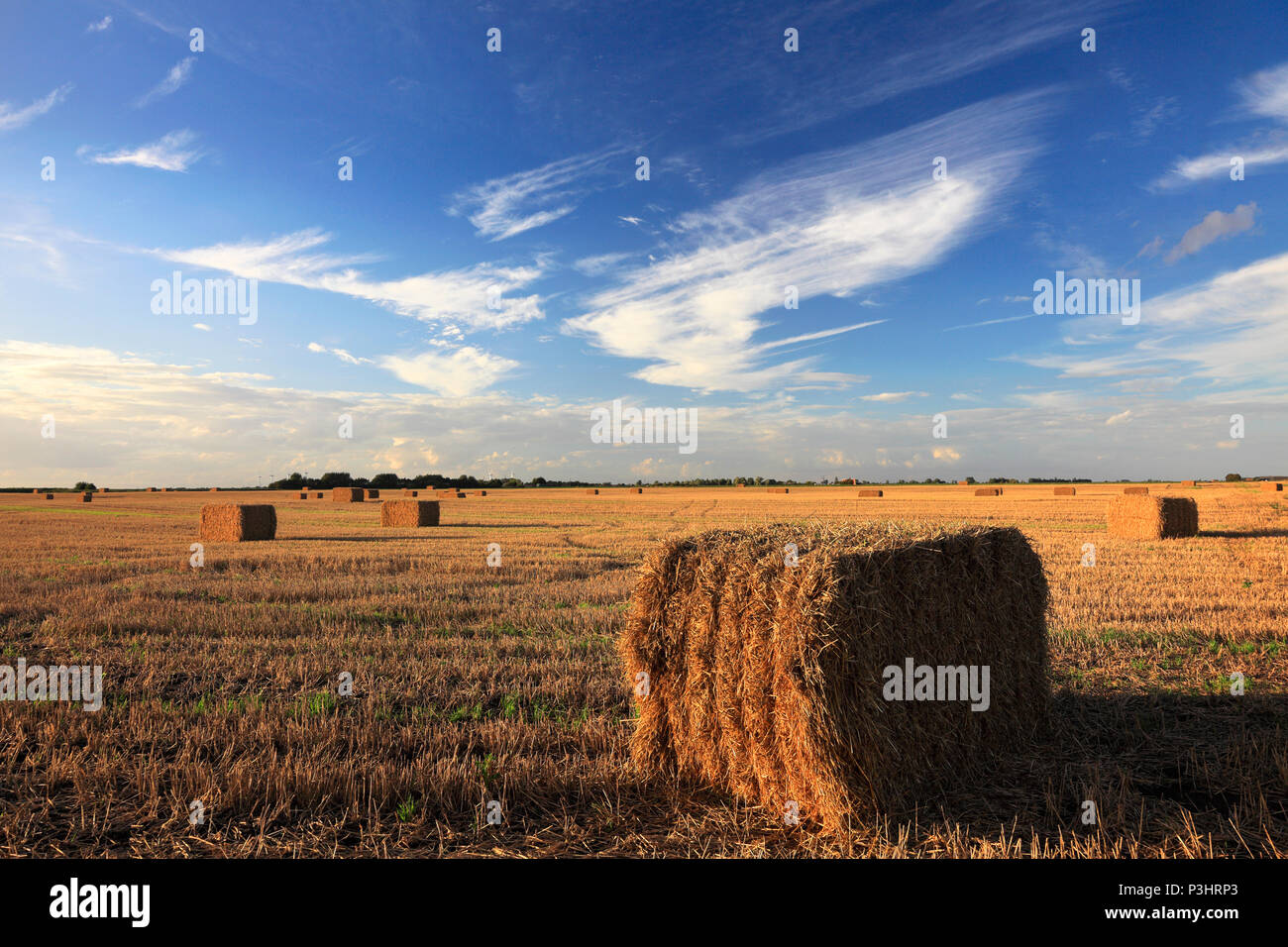 Square straw bales, Fenland field near Wisbech town, Cambridgeshire; England; UK Stock Photo