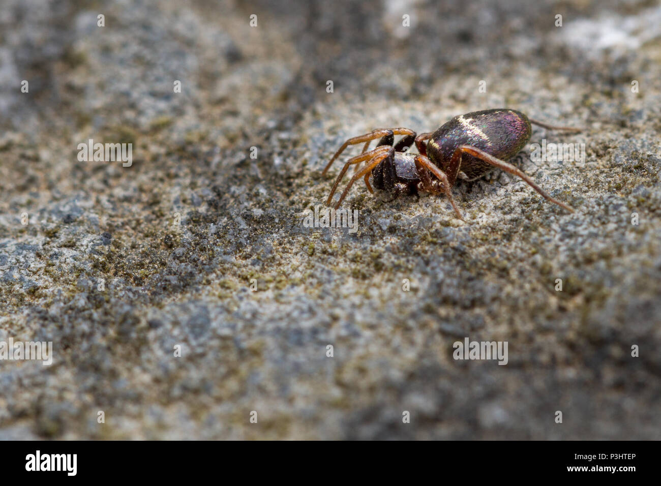 UK wildlife: the glossy ant mimic spider Stock Photo