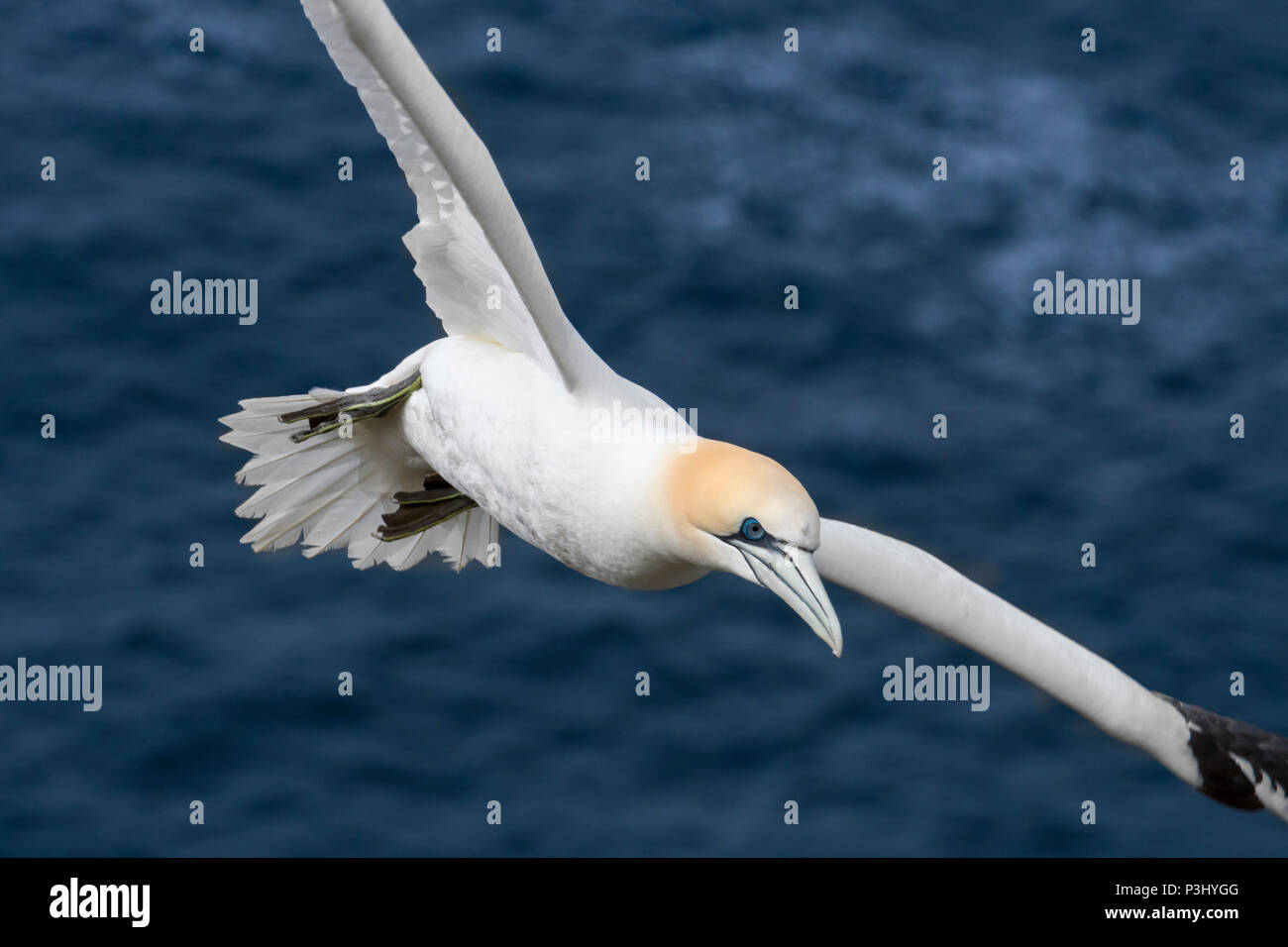 Northern gannet (Morus bassanus) in flight soaring over water of the Atlantic Ocean Stock Photo