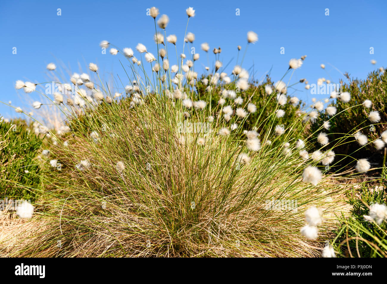 The fruiting plant of the Cotton grass, Eriophorum angustifolium