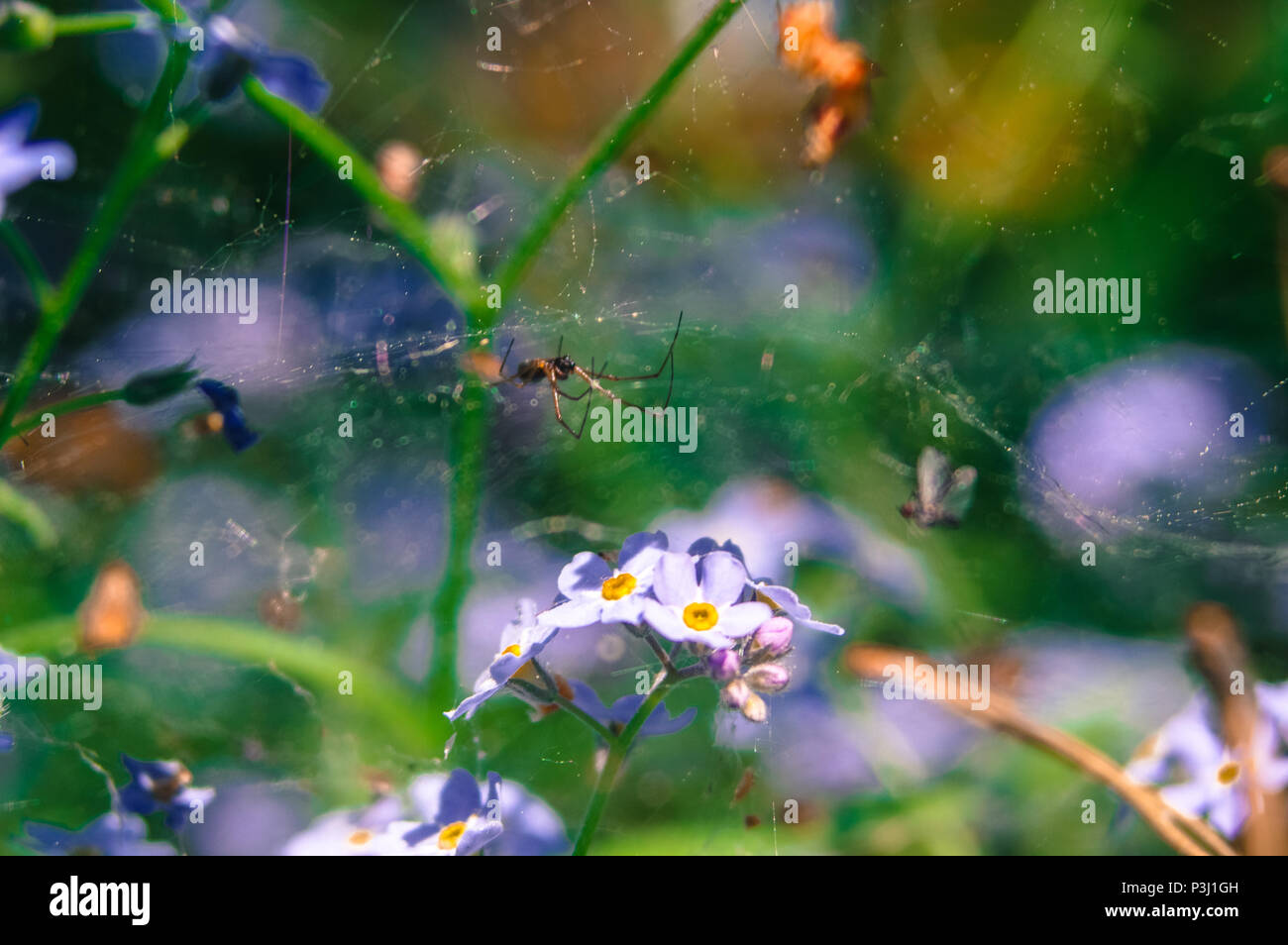 Wild flowers meadow Stock Photo - Alamy