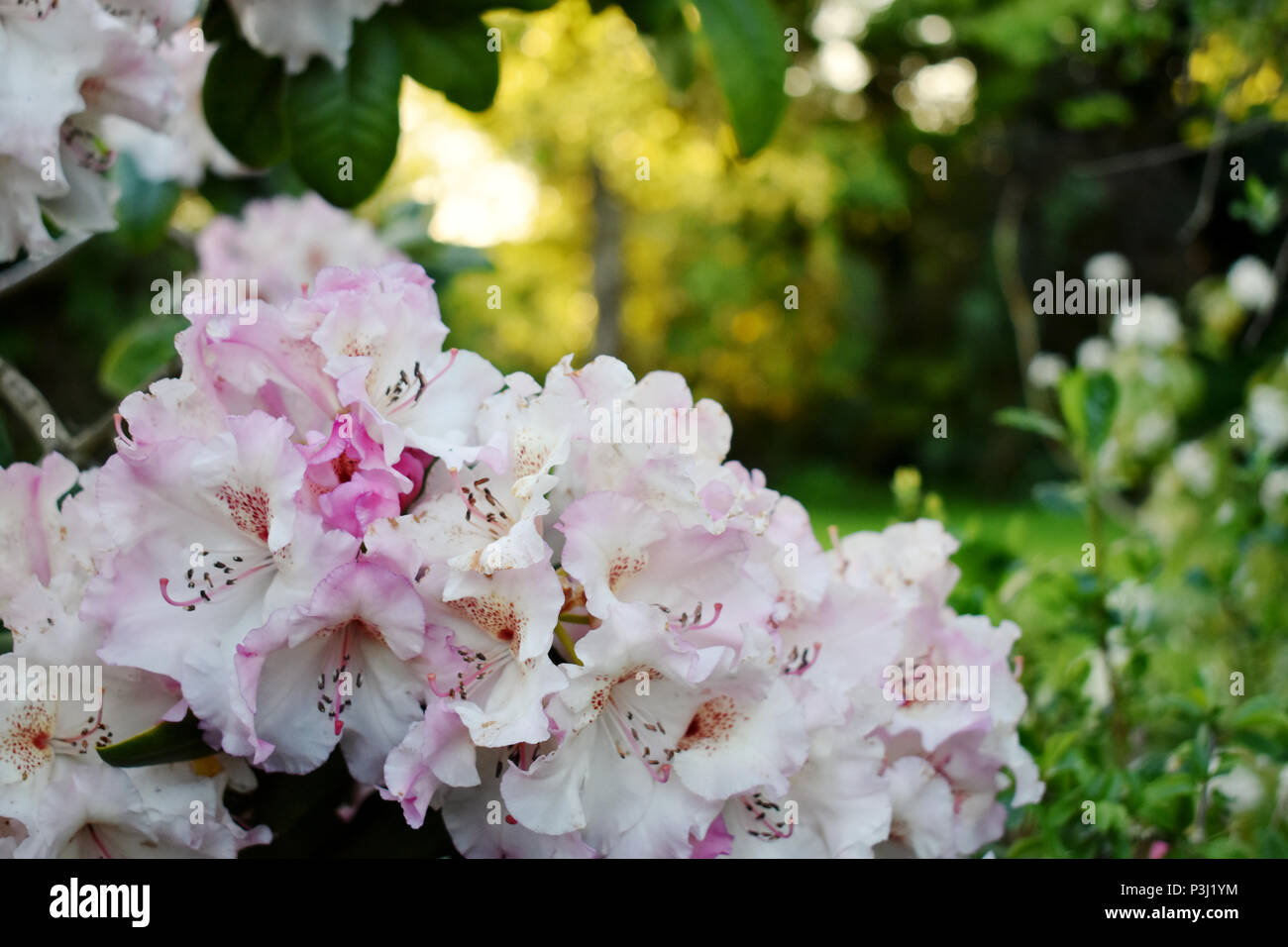 Pink off-white rhododendron Flowers Stock Photo