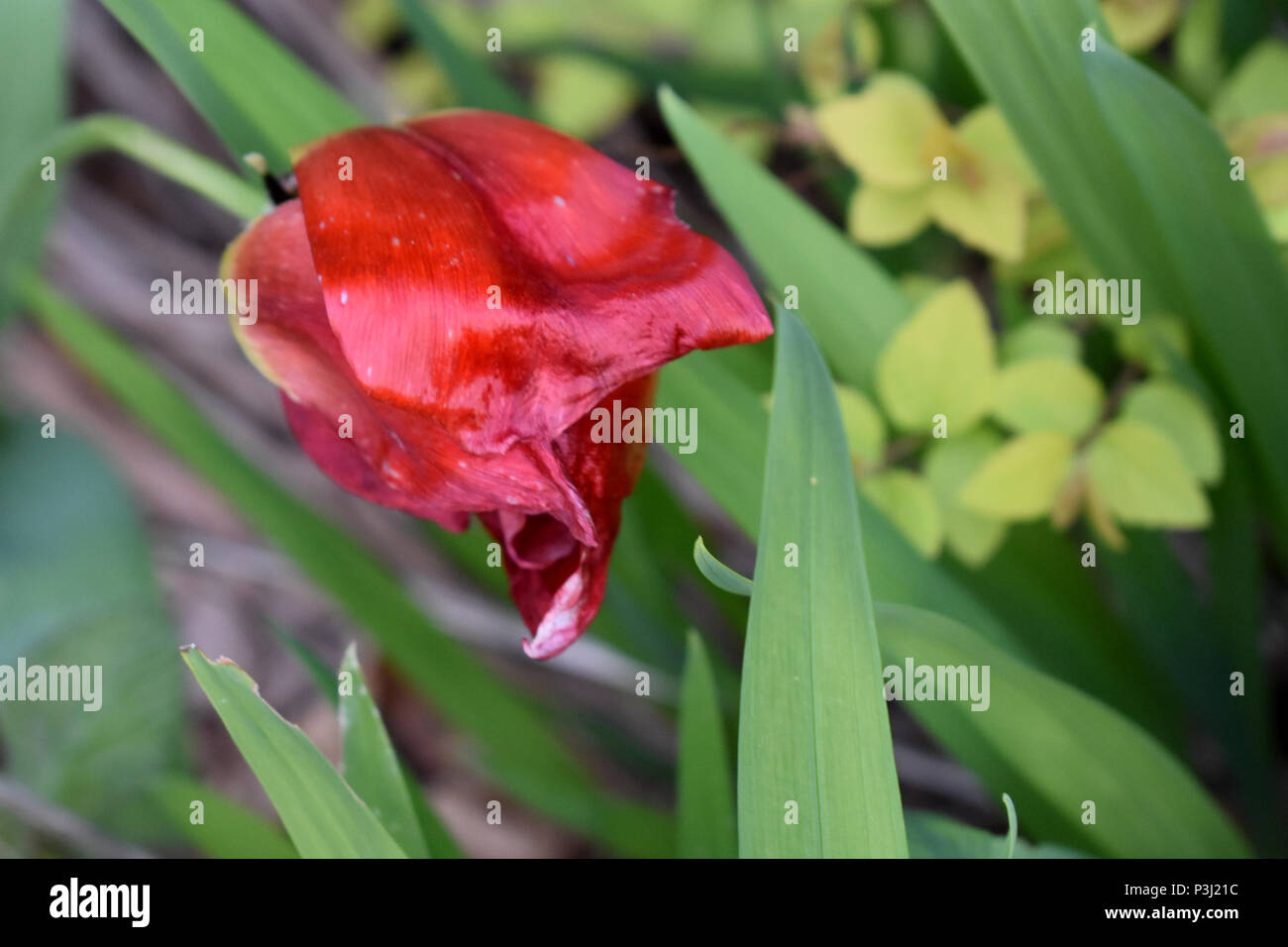 Scarlet Red Tulip Flower Stock Photo