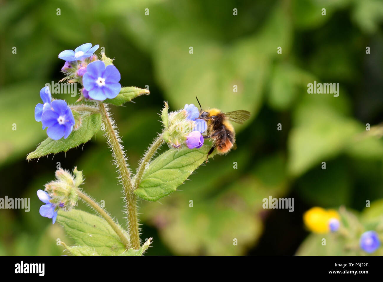 Bee on Small Blue Flowers Stock Photo