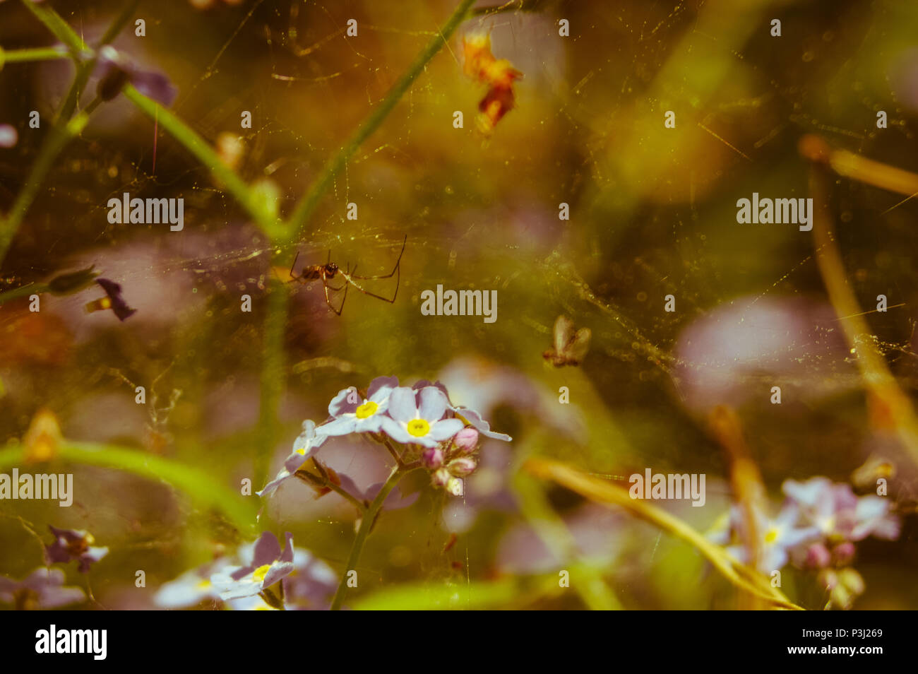 Wild flowers meadow Stock Photo - Alamy