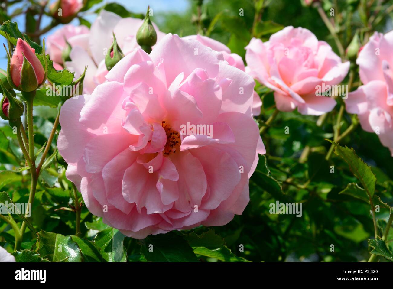 Happy retirement rose hi-res stock photography and images - Alamy