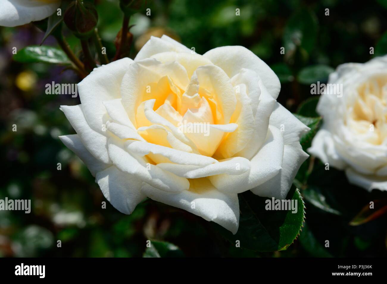 Rosa Life begins at 40 rose floribunda rose double creamy white fragrant blooms Stock Photo
