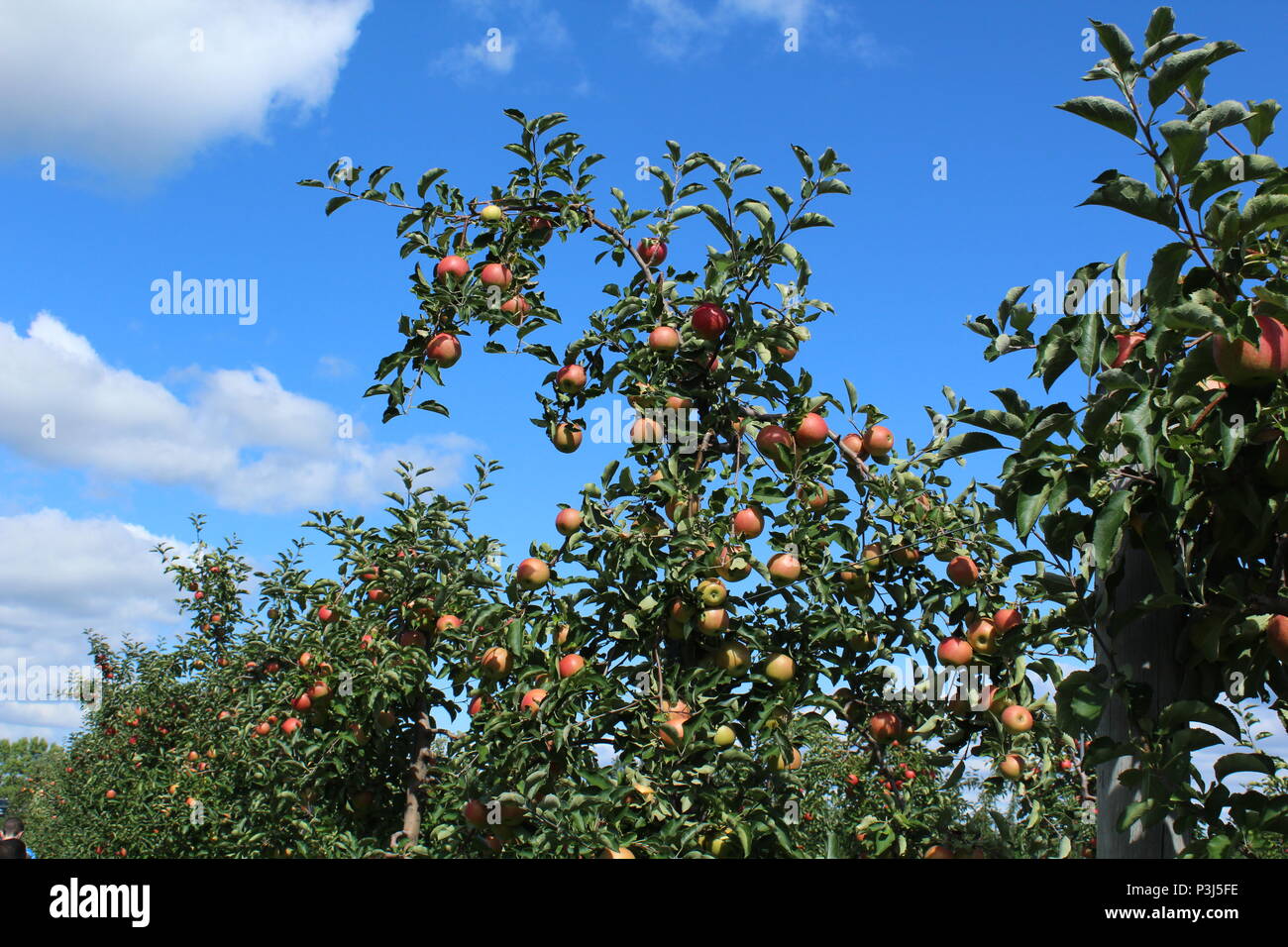 Spent the day with my family at Reisinger's Apple Country. Very Nice