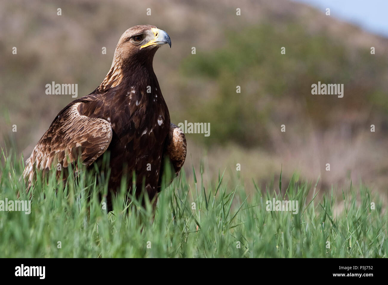 Golden eagle plumage hi-res stock photography and images - Alamy