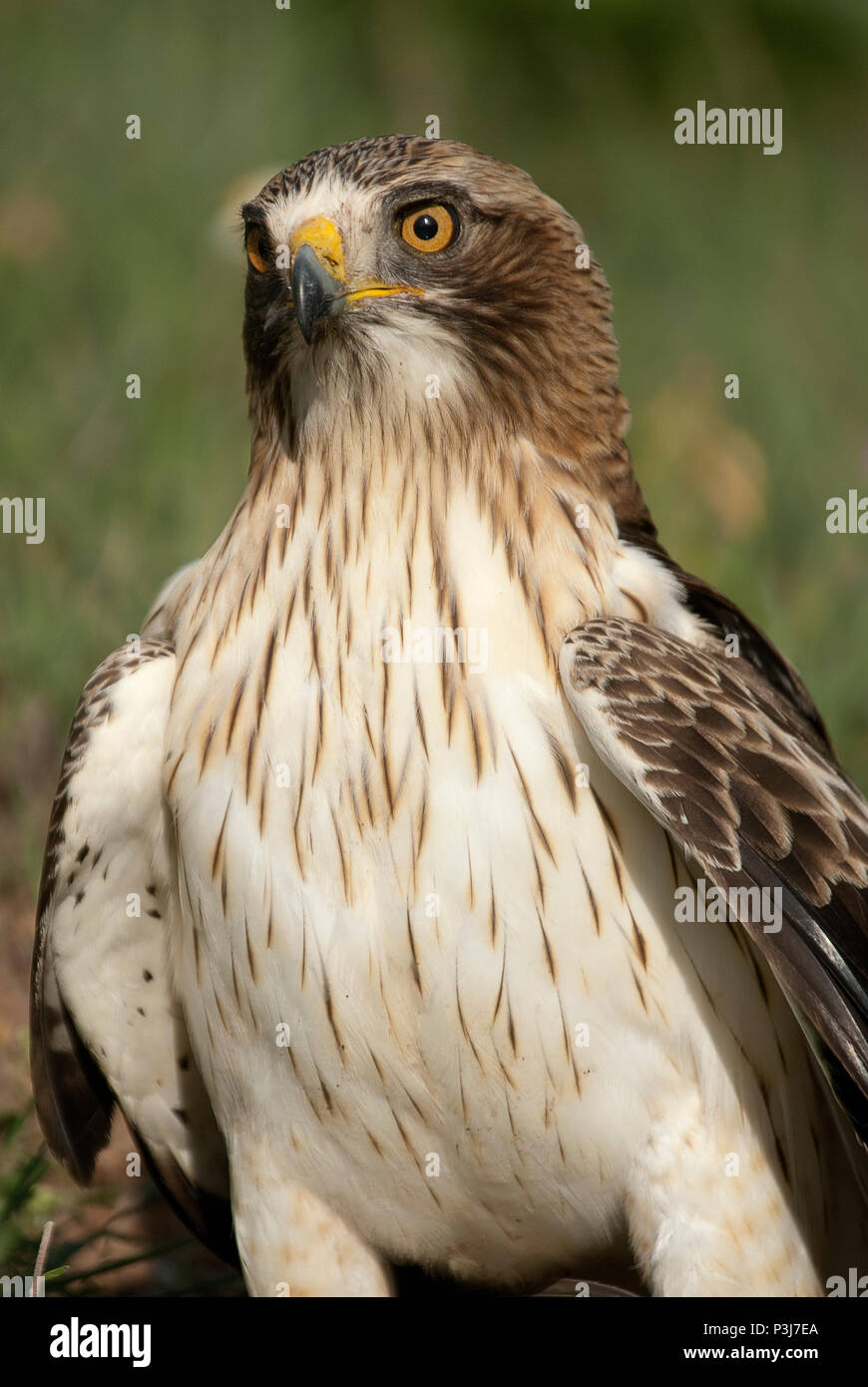 Painted eagle, pale morph, Aquila pennata, portrait Stock Photo