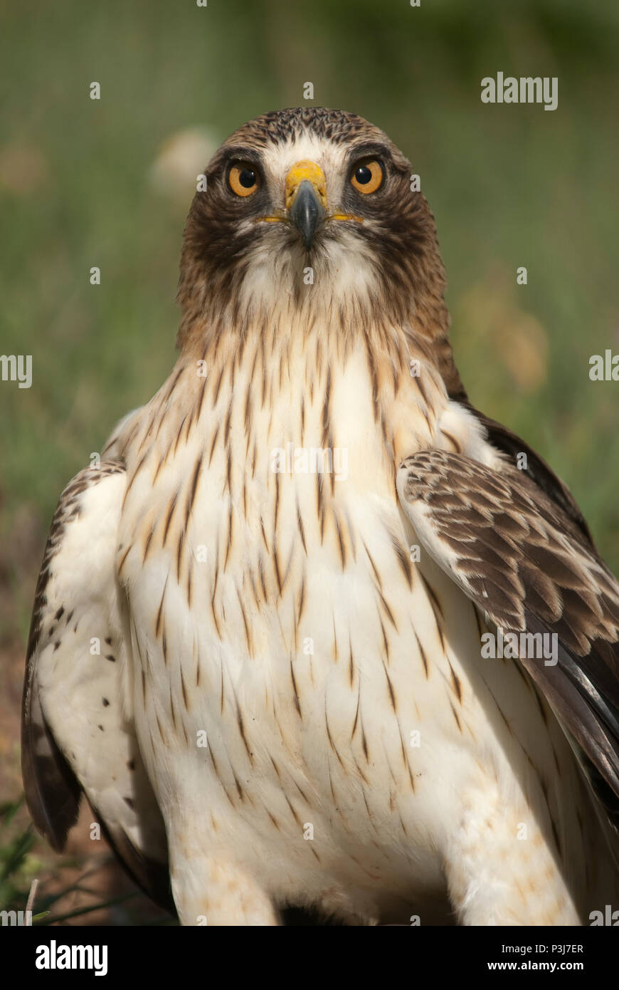 Painted eagle, pale morph, Aquila pennata, portrait Stock Photo
