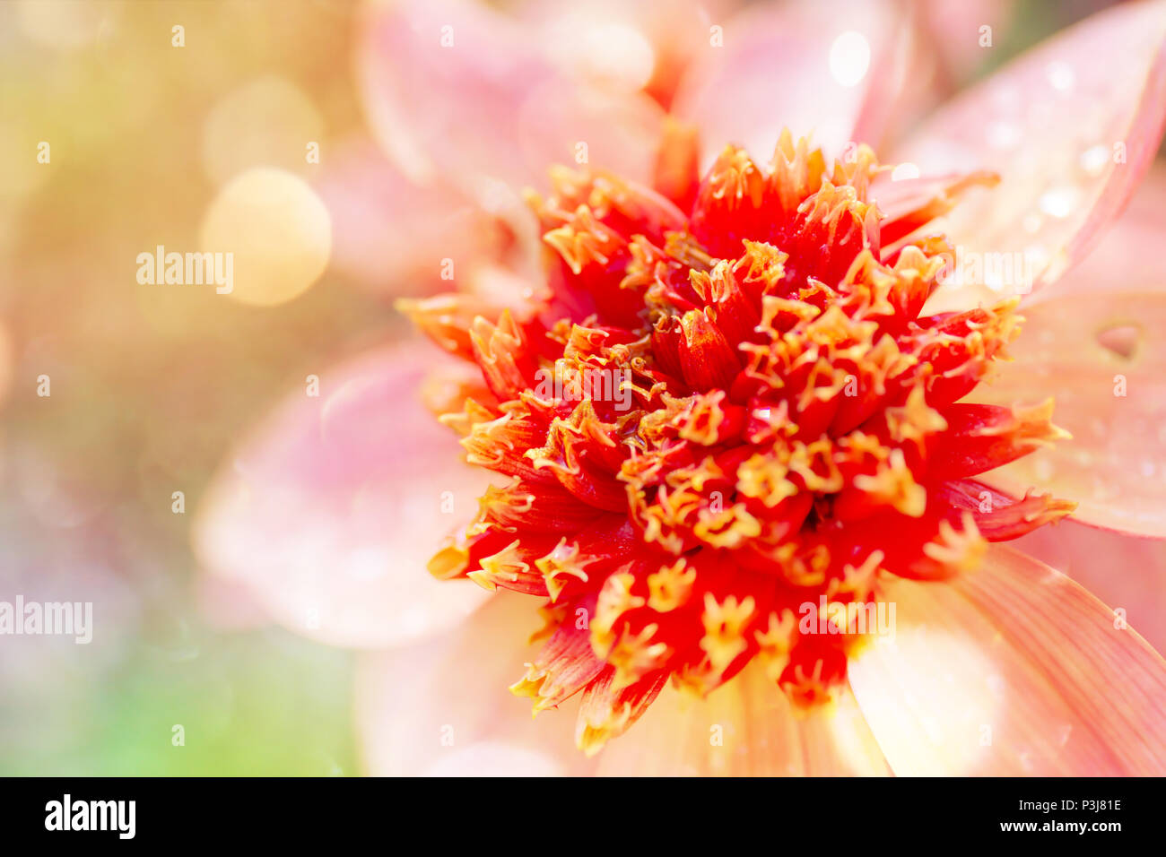 'Totally Tangerine' Dahlia flower with bokeh and a soft blur effect. Stock Photo