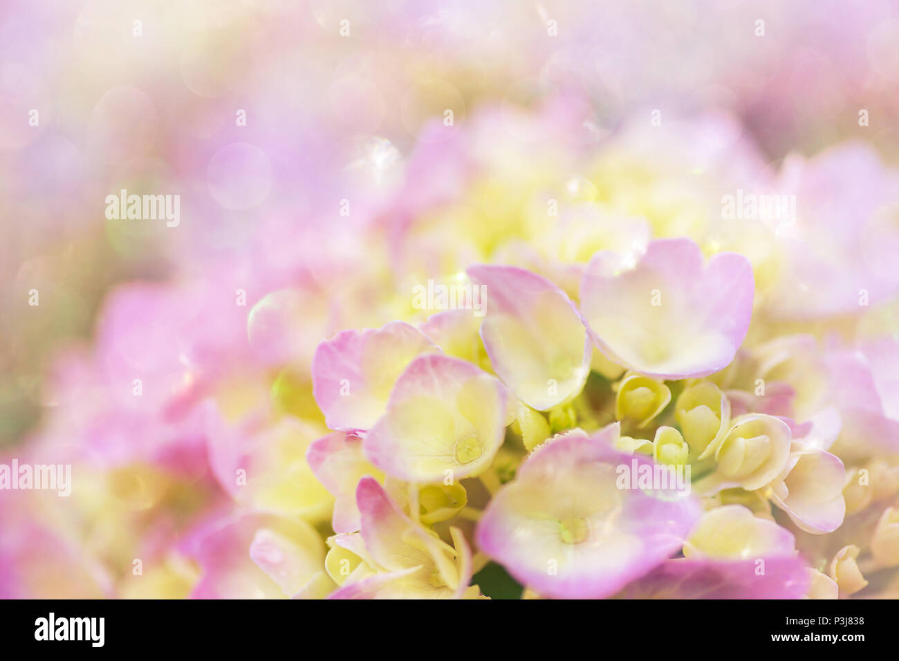Hydrangea flowers with a creamy bokeh and soft blur effect. Stock Photo