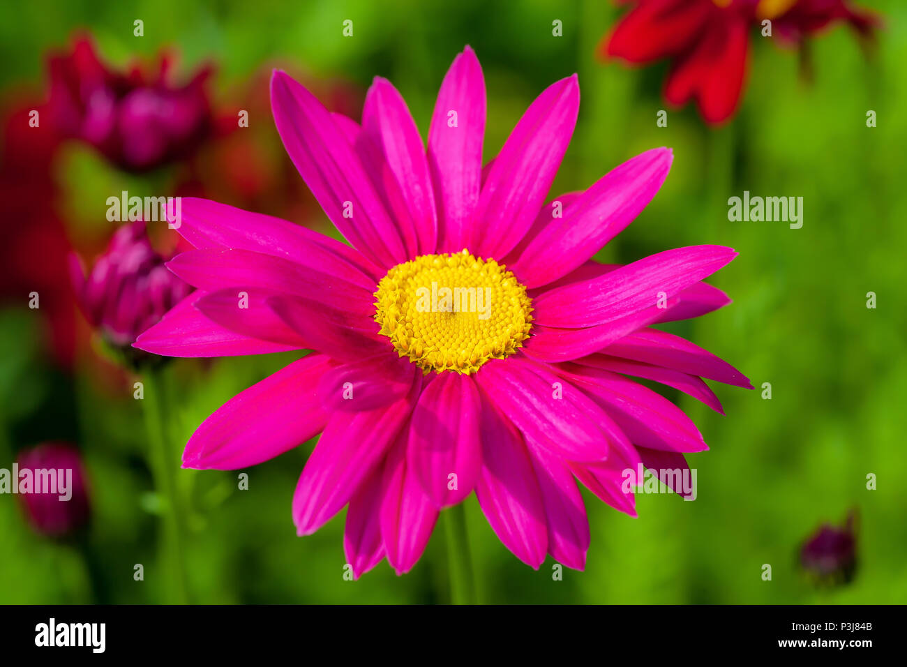 Painted daisy in the summer garden. Stock Photo
