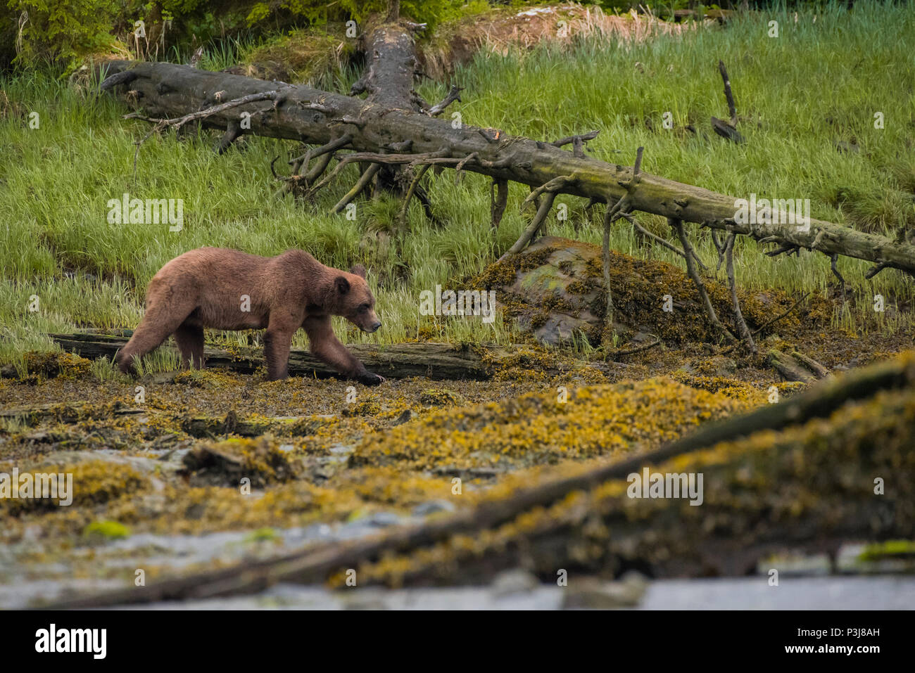 Brown bear, grizzly bear (Ursus arctos) in the Khutzeymateen Grizzly Sanctuary, British Columbia, Canada Stock Photo