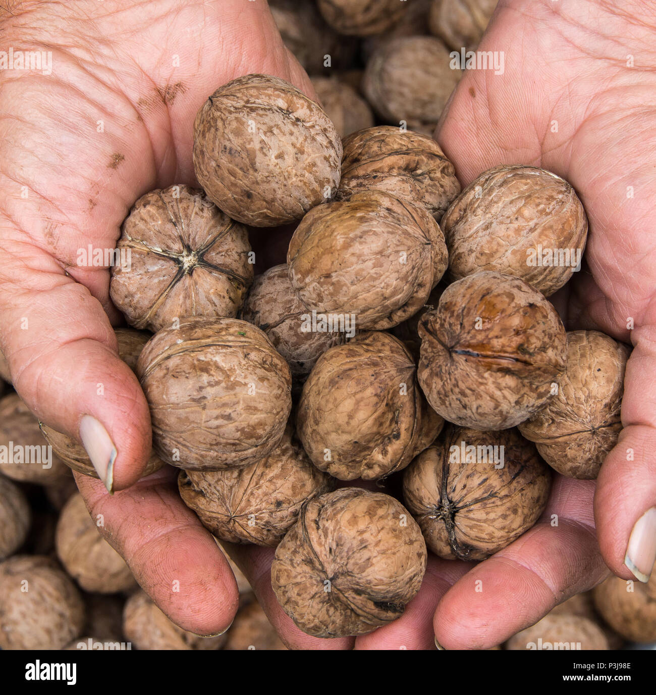 Walnuts In male workers hands. Walnut Gathering. Stock Photo