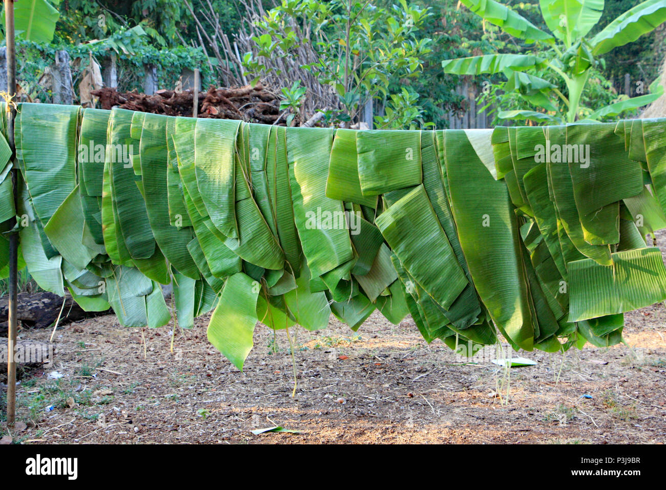 Banana Leaves High Resolution Stock Photography and Images Alamy