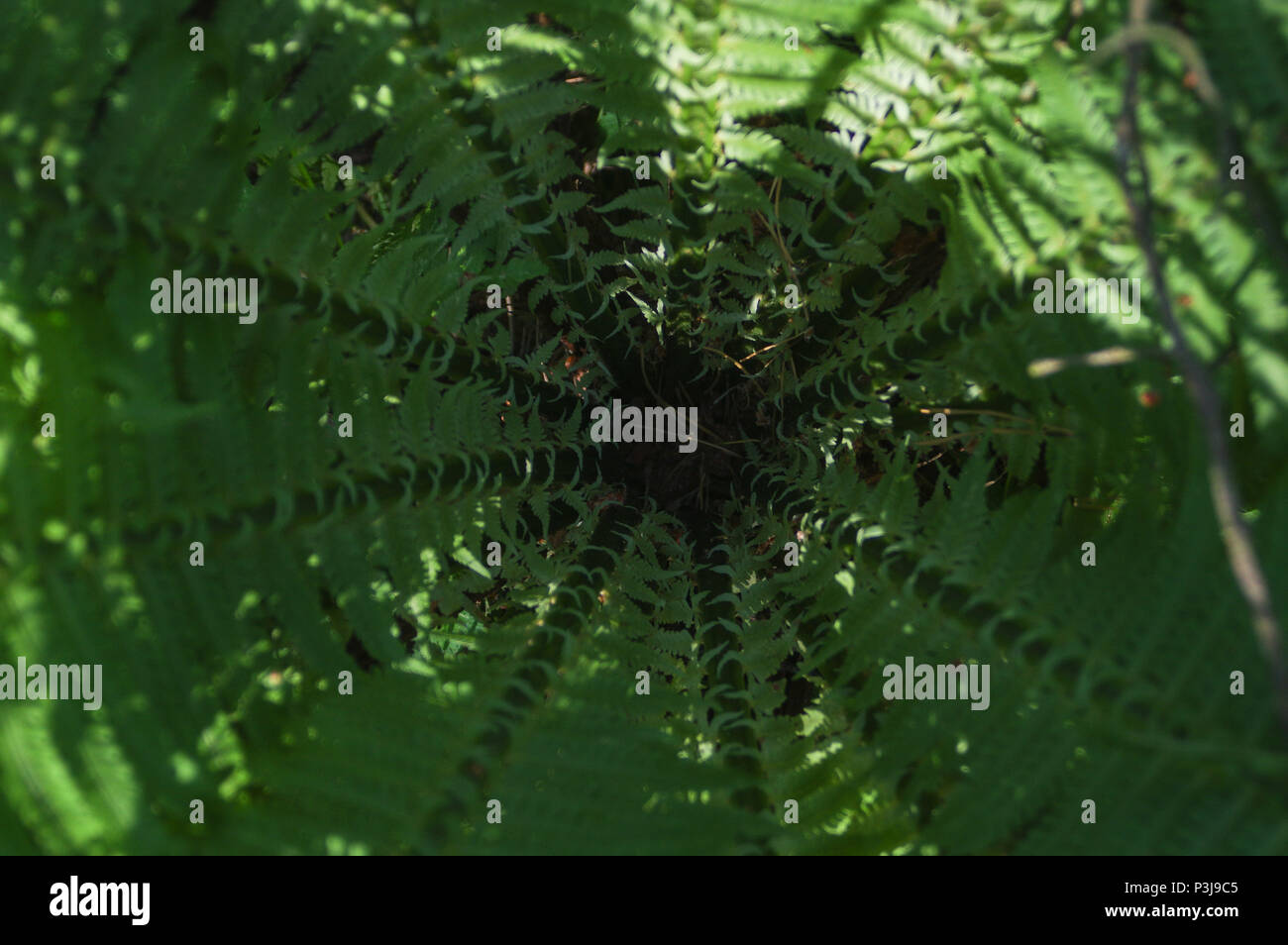 Native tree fern forest hi-res stock photography and images - Alamy
