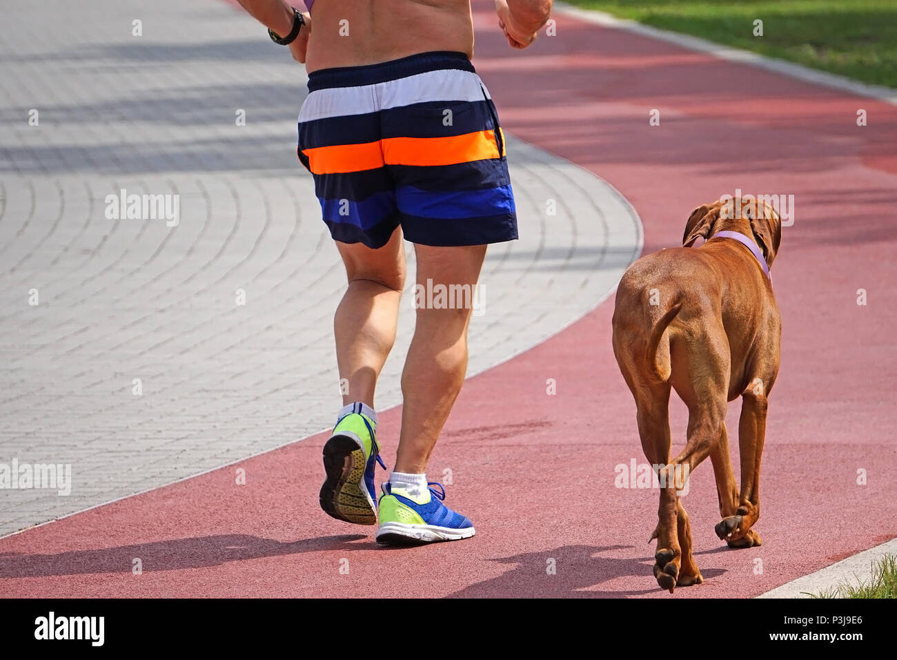 Vizsla running with runner hires stock photography and images Alamy
