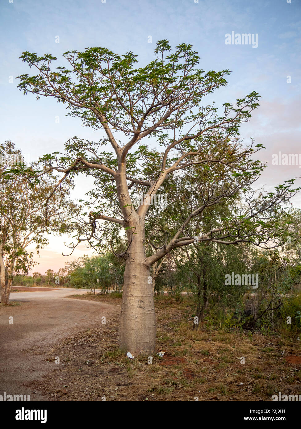 A boab tree Kimberley WA Australia. Stock Photo