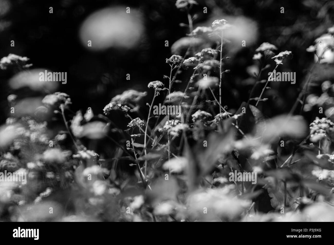 Wild flowers poppy blossom Black and White Stock Photos & Images - Alamy