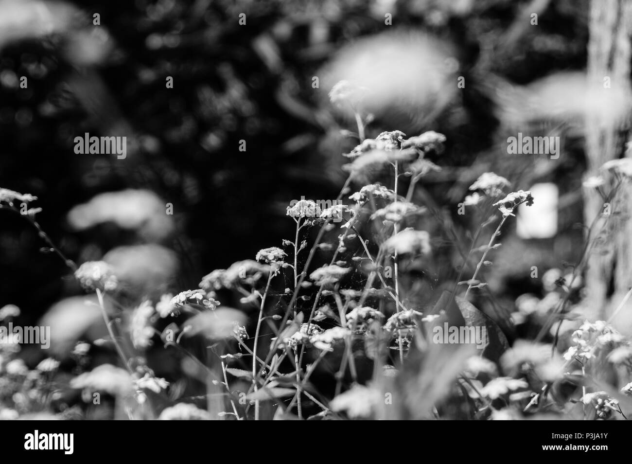 Wild flowers meadow Stock Photo - Alamy
