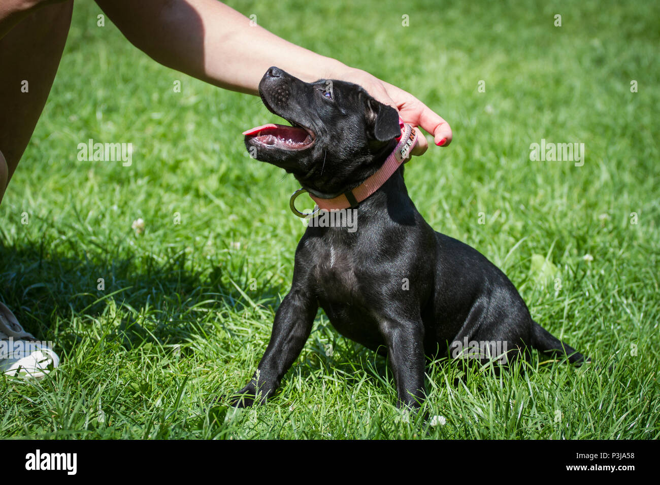 Staff Puppy High Resolution Stock Photography And Images Alamy