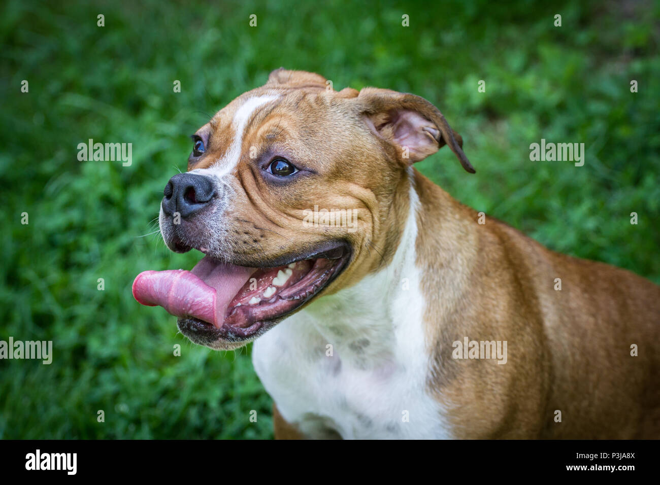 Leavitt Bulldog - 5 months old male puppy sitting on a meadow Stock Photo -  Alamy