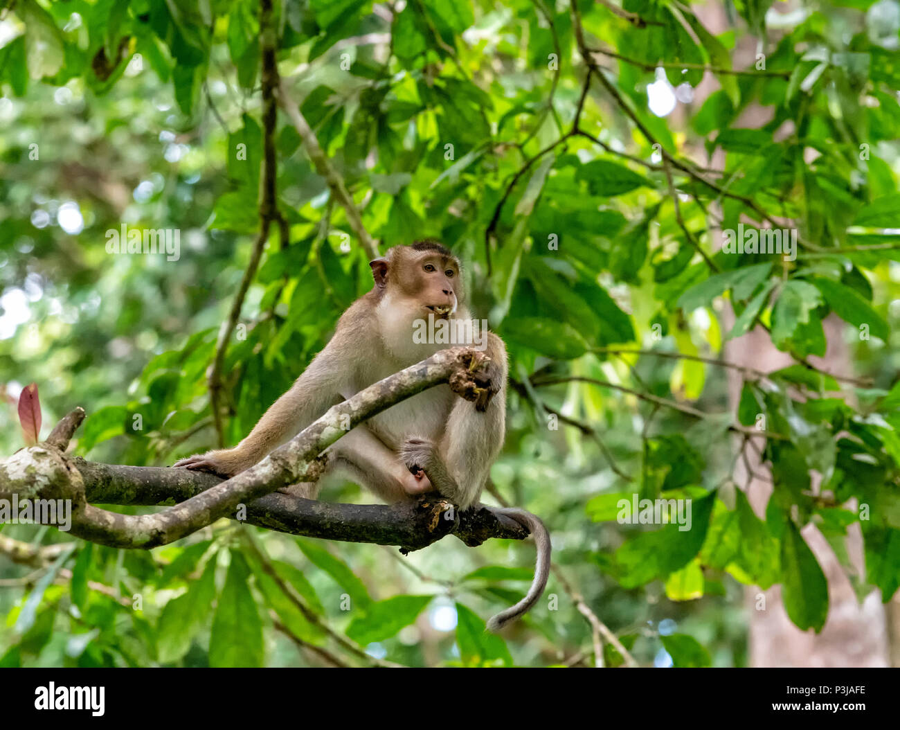 Tree Rats Monkeys Rainforest species deforestation hi-res stock photography and images ...