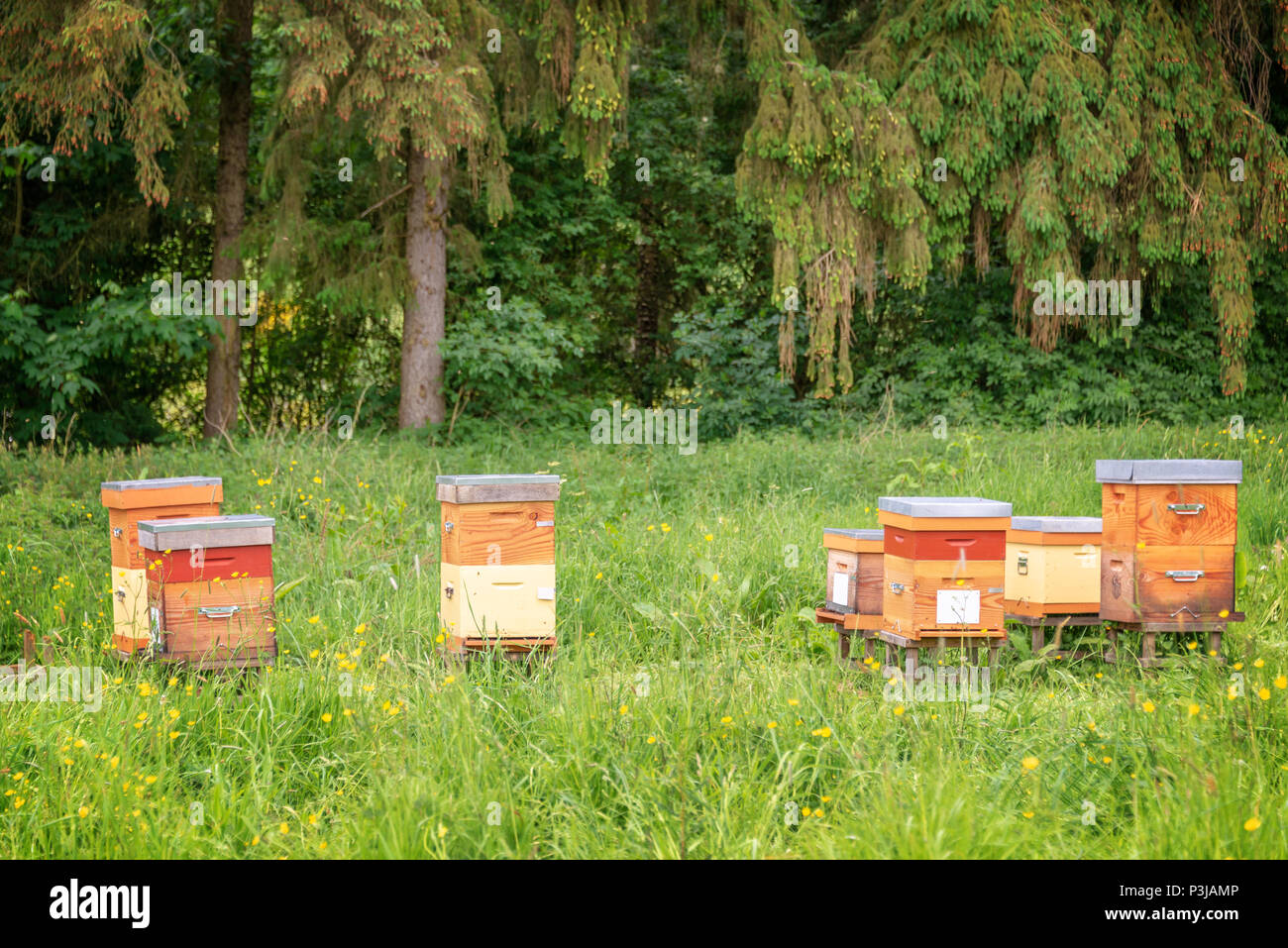 Beehives a green grassy field near a forest in France Stock Photo