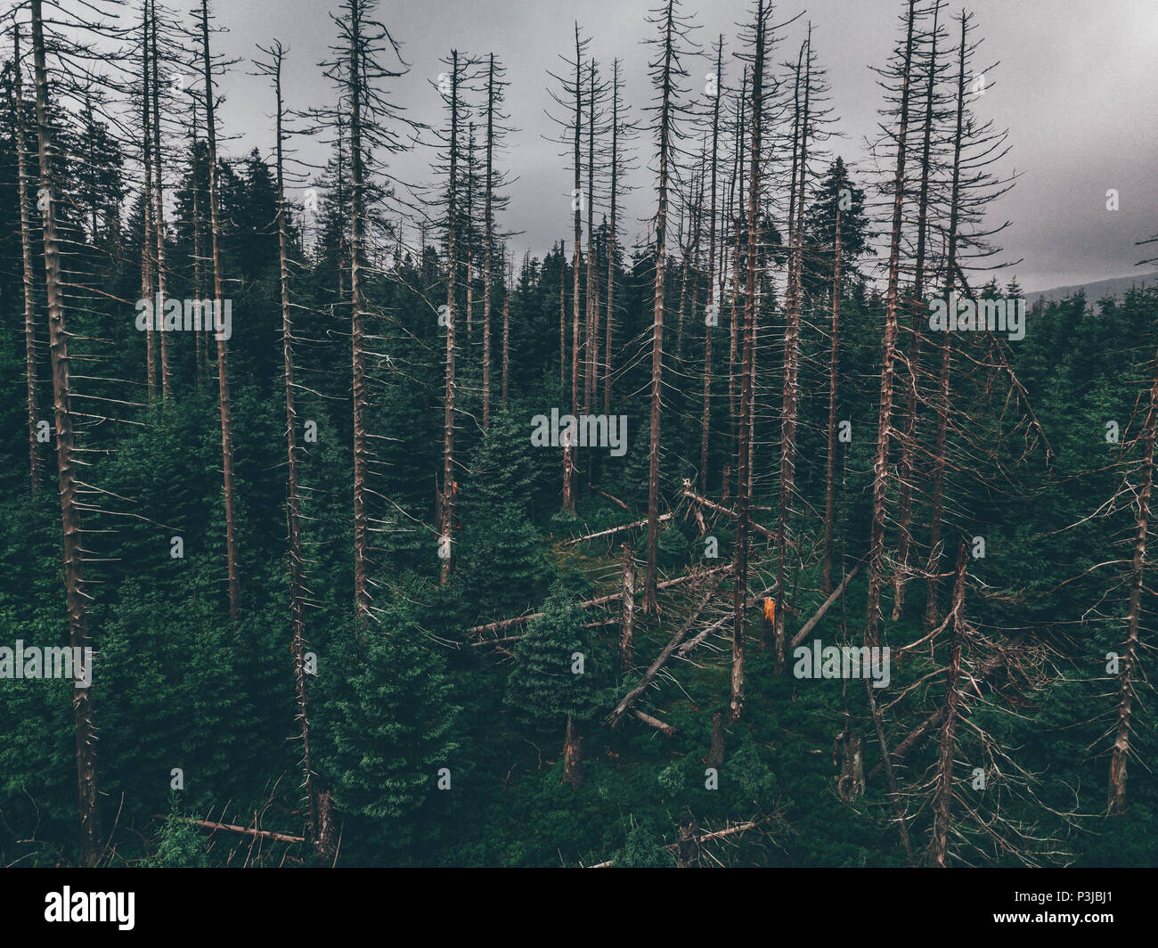 Spazieren im Wald, Waldweg im Tannenwald dunkelgrün, Nationalpark Harz