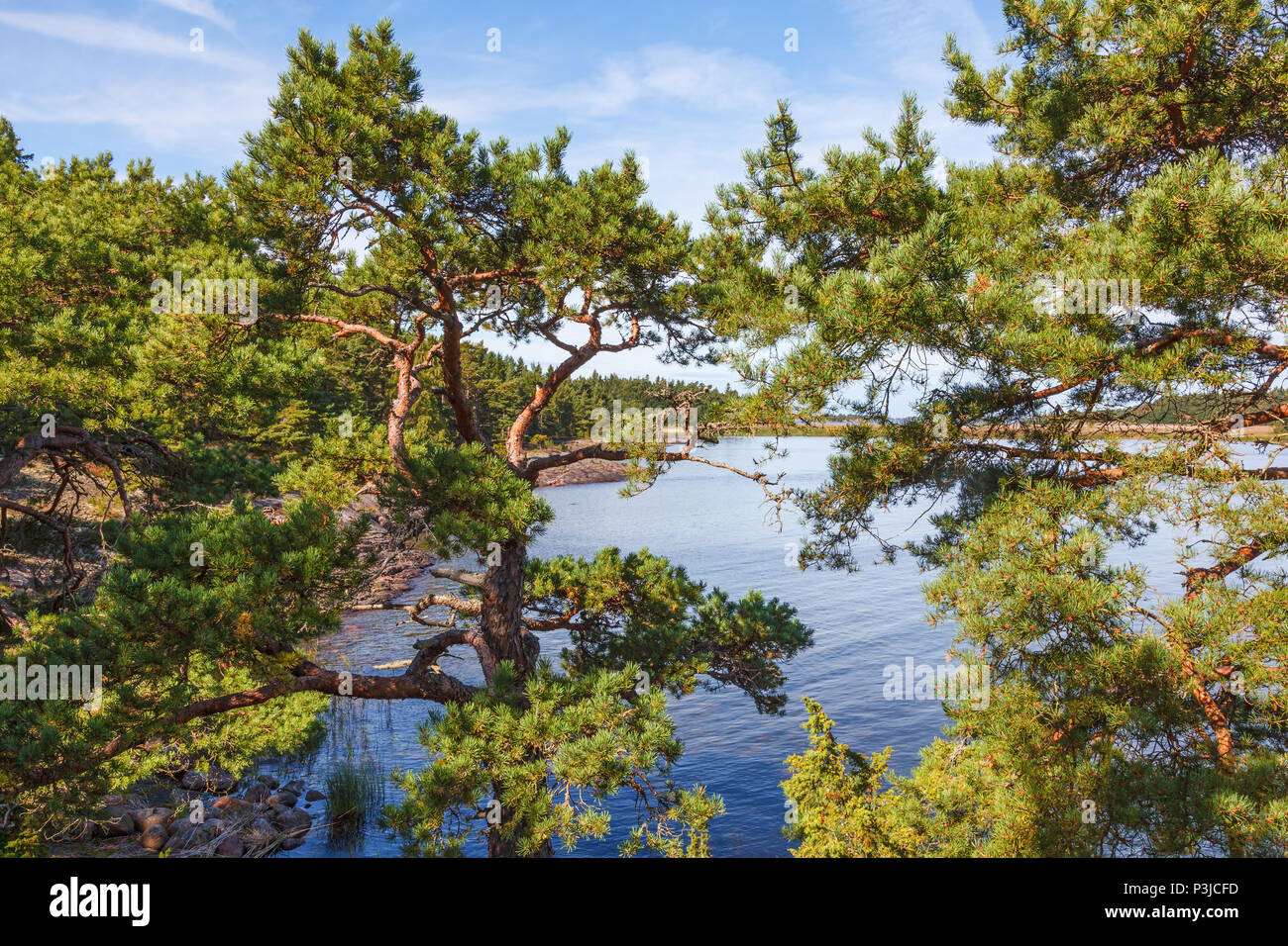 Pine trees by a lake Stock Photo - Alamy
