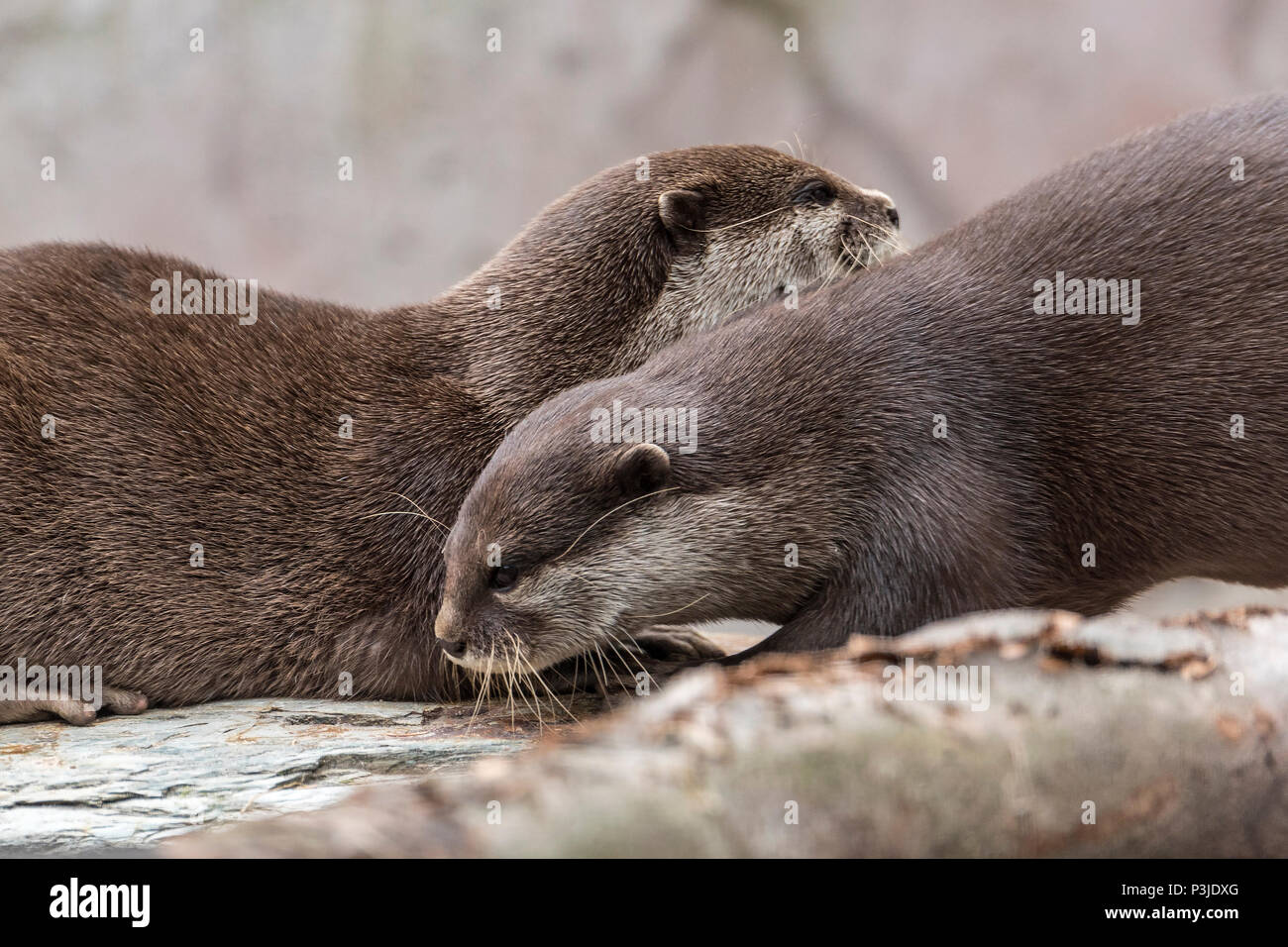 Short tail hi-res stock photography and images - Alamy