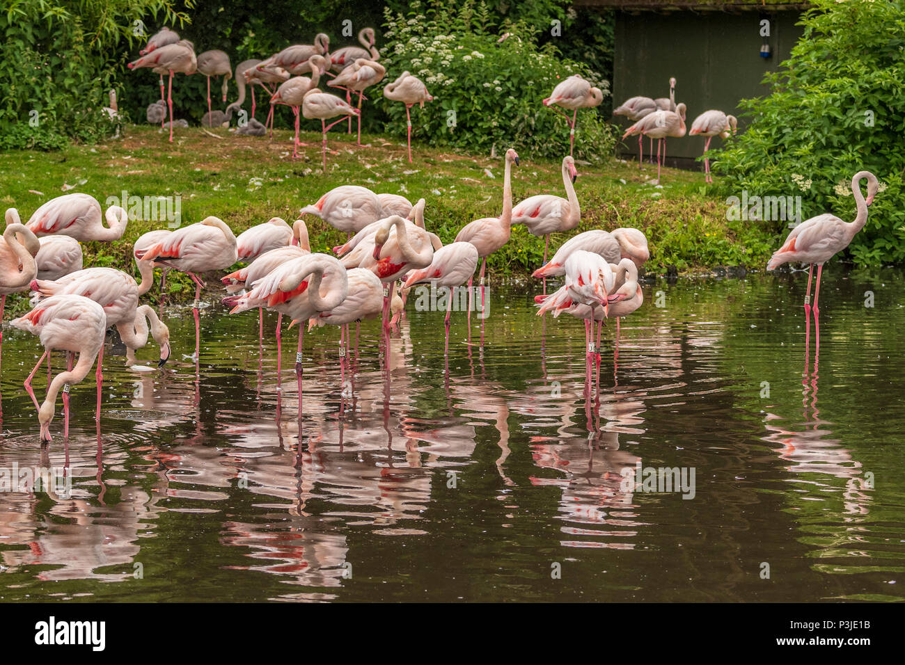 Flamingo. Bird. Animal Stock Photo