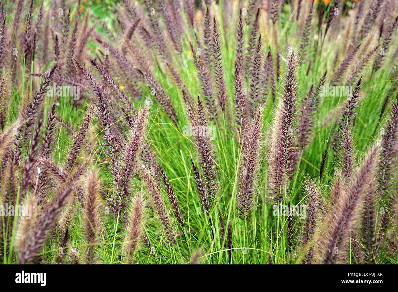 flowering foxtail fountain grass, pennisetum alopecuroides, with feathery purple inflorescences Stock Photo